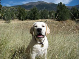 huck